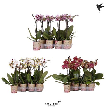 Phal Kolibri 1st Spotty Xxl 10+ (ok)