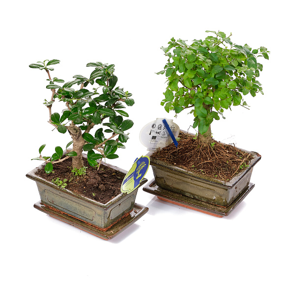 Бонсай Микс в керамике