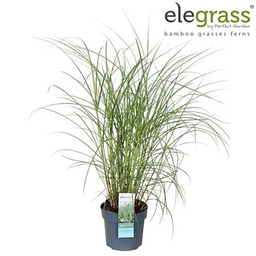 Miscanthus Sinensis Adagio