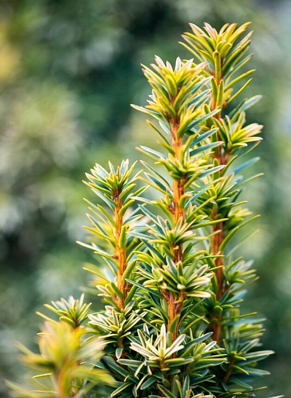 Тис ягодный Давид