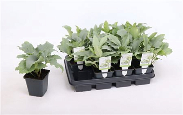Helleborus Argutifolius Silver Lace