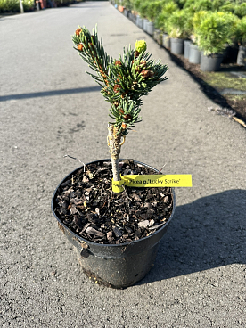 Ель колючая Лаки Страйк