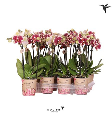 Phal Little Kolibri 2st Spotty New (ok)