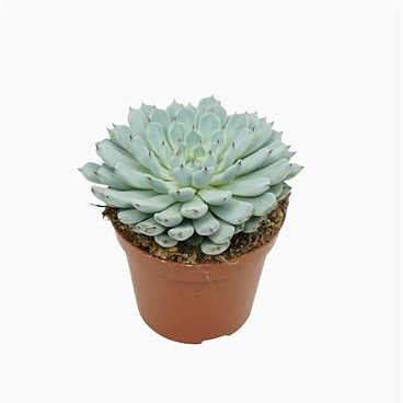 Echeveria Texensis