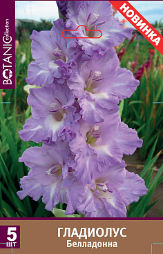 Гладиолус крупноцветковый Белла Донна