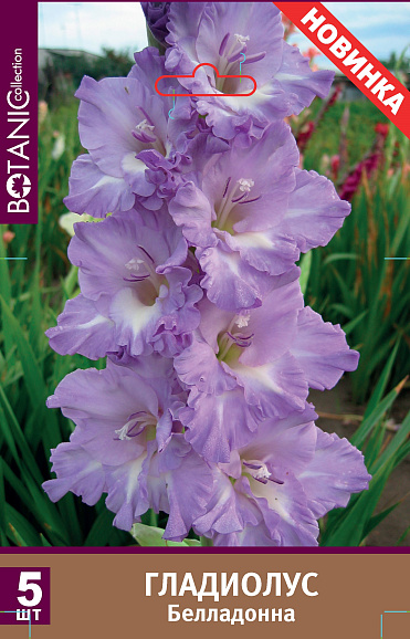 Гладиолус крупноцветковый Белла Донна