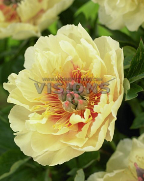 Пион ито-гибрид Гарден Трэже