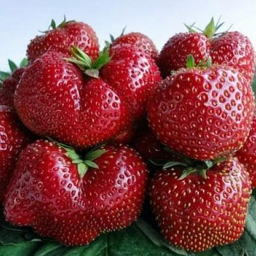 Земляника Викода