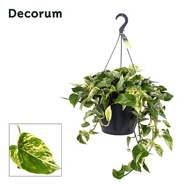 Epipremnum Pinnatum 'marble Queen' Xxl