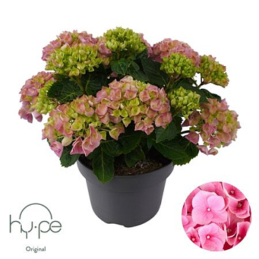 Hydrangea Ma Mophead Pink 7+ (hy-pe)