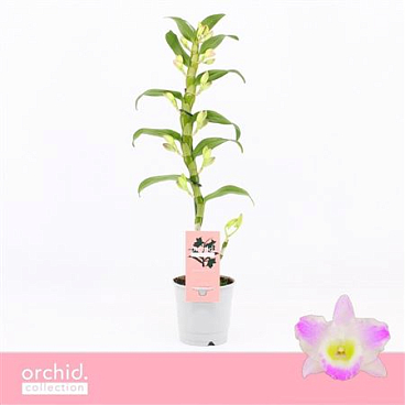 Dendr Nob 1st Pandora Orchid Collection