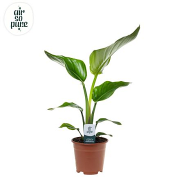 Strelitzia Nicolai Air So Pur