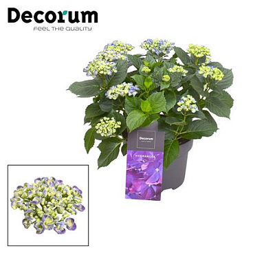 Hydrangea Ma Curly Wurly Blue 9+ (decorum)
