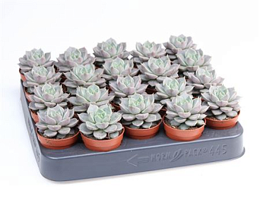 Echeveria Hybrid Marsic