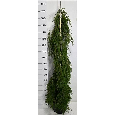 Tsuga Can Pendula