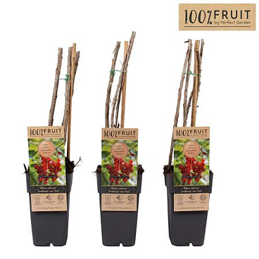 Ribes Rubrum Jonkheer Van Tets