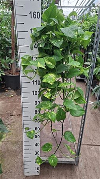 Epipremnum Aureum Hangplant 110