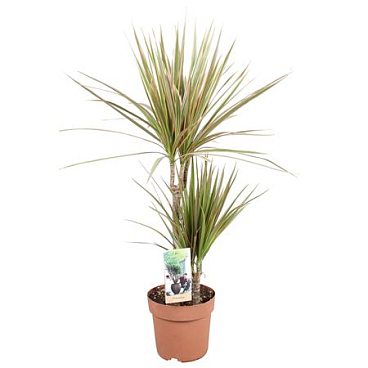 Drac Bicolor 30-15