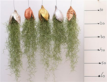 Tillandsia Penca Kerst Mix