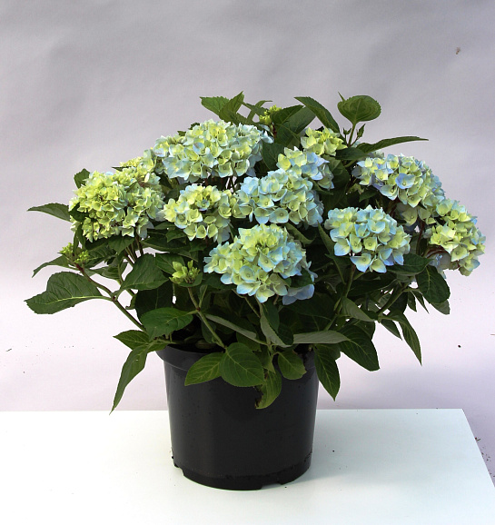Гортензия крупнолистная Блю Бол