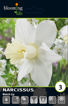 Нарцисс крупнокорончатый Воч Ап