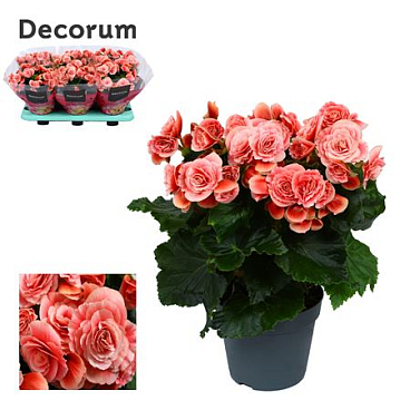 Begonia Borias