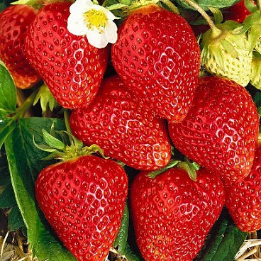 Земляника Ламбада