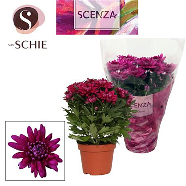 Chrys Grandezza Purple (scenza)