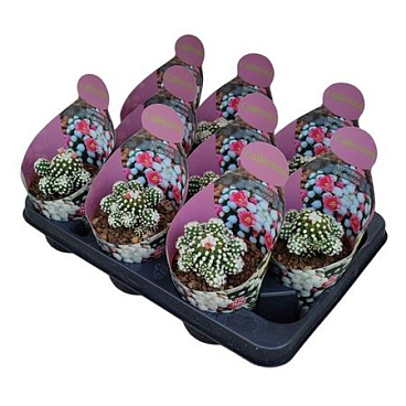 Mammillaria Gracilis Oruga Potcover