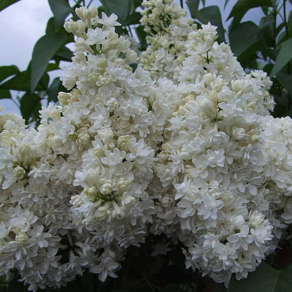 Сирень обыкновенная Галина Острякова