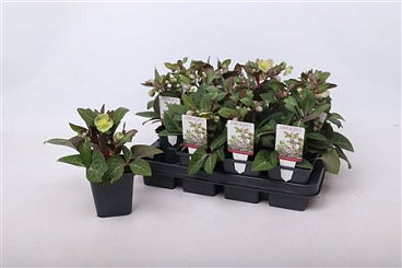 Helleborus Lividus Pink