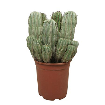 Euphorbia Horrida Groep