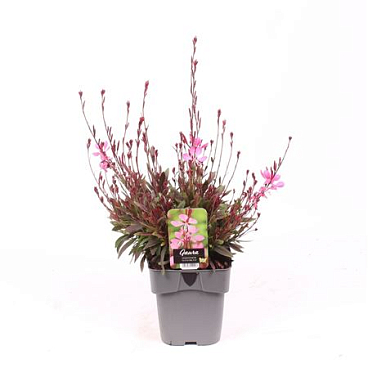 Gaura Lindheimeri Tutti Frutti