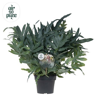 Phlebodium Blue Fern Air So Pure Disc