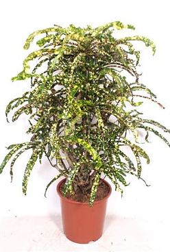 Codiaeum King Of Siam