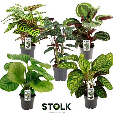 Calathea Mix