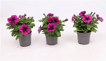 Petunia Tea Pink