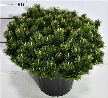 Pinus Mugo Pumuckel