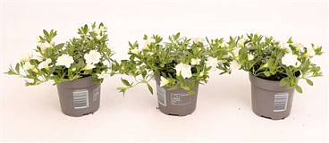Calibrachoa Minifamous Double White