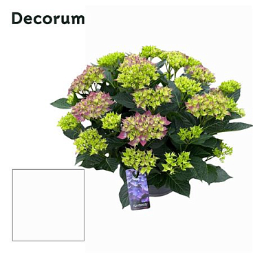 Hydrangea Ma Purple 25+ (decorum)