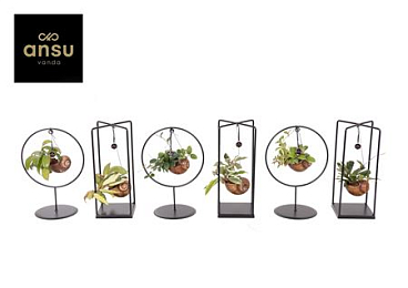 Hoya Shelly Cube/ring Mix (medium)