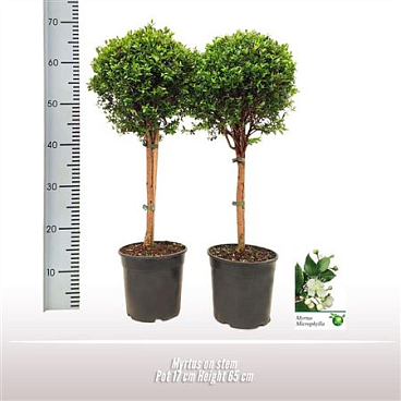 Myrtus On Stem
