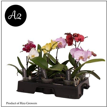 Phal 1st Spirit Mix A2 (orchid Growers)