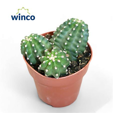 Echinocereus Triglochdiatus Var. Mojavensis