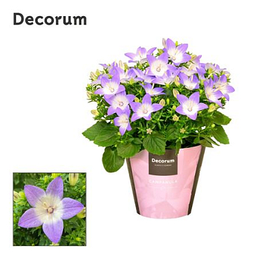 Campanula Iso Berlin Bicolor (decorum)