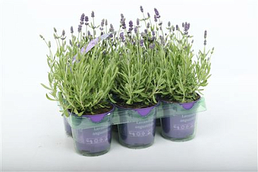 Lavandula Angustifolia 6-pack