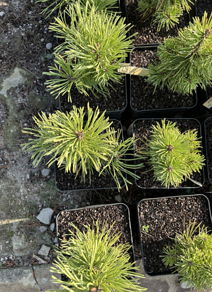 Сосна крючковатая Хая