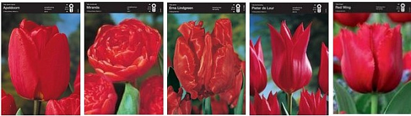 Тюльпан Красный микс (шоубокс) | Оптовая цветочная компания «Флора Групп» Тюльпан Красный микс (шоубокс)