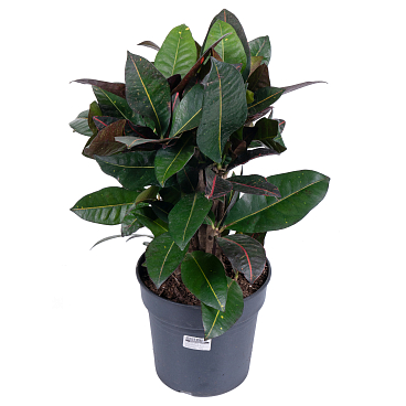 Кодиеум Петра разветвленный