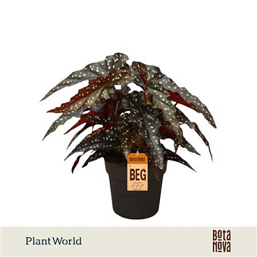 Begonia Maculata Black Forrest